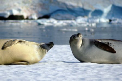 Curious onlookers. Canon 350D by Andrew Macleod 